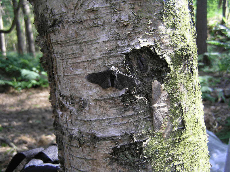 Light and carbonaria morphs of the peppered moth on the same lichenous tree. Image from wikicommons.