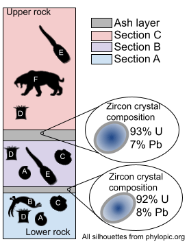 Example on how fossil layers can be dated using zircon crystals. Note that percentages represent atomic fractions, not percentages by mass.